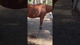 Helping older horses with lameness amp arthritic issues horsehealth healinghorses equinecare [upl. by Nilyac]