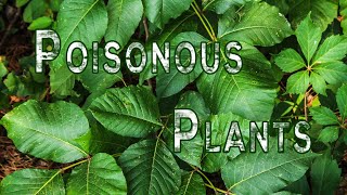 Poisonous Plants  Digging Deeper  Backyard Farmer  Nebraska Public Media [upl. by Rothschild137]