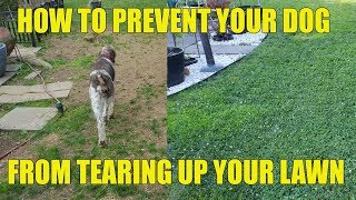 How To Prevent Your Dog From Tearing Up Your Lawn [upl. by Wakeen]