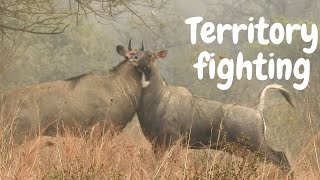 Blue bull Nilgai fighting brutally over territory HD [upl. by Ettevi]