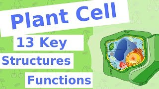 The Plant Cell  13 Key Structures [upl. by Aeriell]