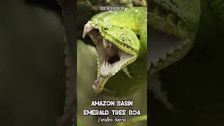 🐍😲 JawDropping SUPER SLOWMOTION of Yawning of Emerald Tree Boa 😲🐍 [upl. by Nnylear]