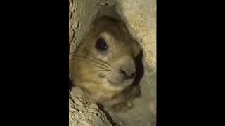 Hyrax screaming I won one [upl. by Naihs]