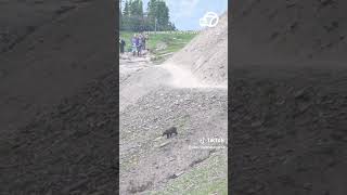 Bear walks toward hikers at Glacier National Park [upl. by Ynohtna]