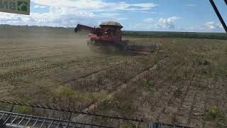 Colheita no Sul do Piauí município baixa grande do Ribeiro Safra 20182019 [upl. by Gerdi374]