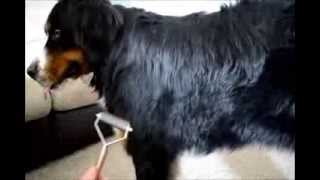 How to Groom a Bernese Mountain Dog [upl. by Onstad517]