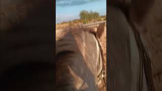 ASMR but with wrong strides horse equestrian horseing jumping equestriantraining [upl. by Schwinn]