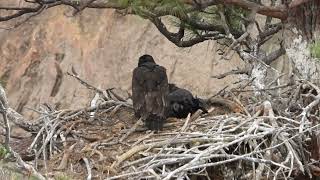 Smith Rock State Park Eaglets at 14 Weeks [upl. by Elvin]