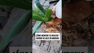 Como MONTAR tu HELECHO CUERNO de ALCE en MADERA🌿DIY botanica plantasdeinterior [upl. by Narmis]