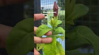 Alamanda sandal 🏵️ flowergarden nature shortsvideo shorts reels season [upl. by Ronaele]