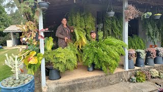 como replantar  multiplicar e cuidar de samambaias elas sempre lindas 😍 [upl. by Egidio]