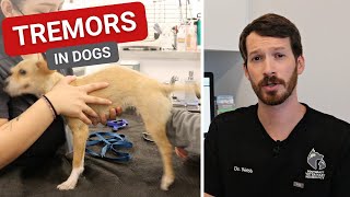 Tremors in Dogs  Causes and What They Mean [upl. by Moya955]