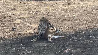 Cheetah caught baby Steenbok [upl. by Kutchins]