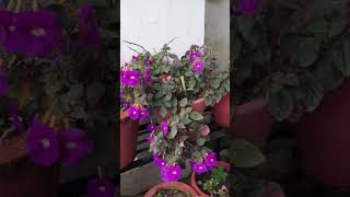 Achimenes longiflorafloweringplantyoutubeviral [upl. by Yenitirb258]