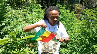 Inside the Largest Rastafari Settlement in South Africa  Judah Square  Pt1 [upl. by Chemash]