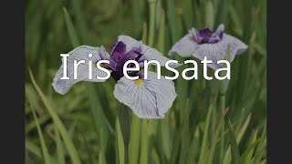 Iris ensata [upl. by Eraste591]