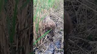 Menikmati hasil buruan di sore hari birds alapalap burung birdofprey shortvideo [upl. by Lemay985]