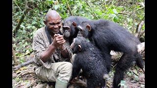 Ecovolontariat avec les Chimpanzés [upl. by Ainsley]