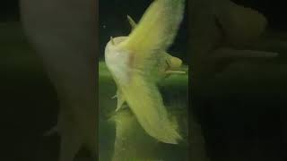 Giant iridescent catfish fish aquarium [upl. by Oliy]