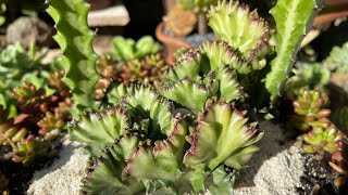 Euphorbia lactea cristata  Cacto ou Suculenta Veja como fazer mudas [upl. by Eetsirk906]