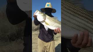 15lb Central Valley Aqueduct Striper aqueduct california [upl. by Adiuqram869]