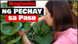 Magtanim ng Pechay sa Paso gardening pechay organicgardening [upl. by Ymmot432]