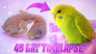 BUDGIE GROWTH STAGES  First 44 Days of Babies Timelapse [upl. by Sevy]