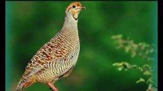 Grey Francolin SoundGora teetar birds image Grey Francolin voice Grey Francolin hunting sound [upl. by Flavius]