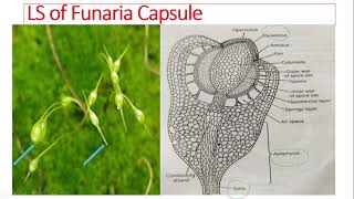 Funaria capsule and peristome [upl. by Skerl]