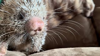 Prehensile tailed porcupine [upl. by Kcirdlek]