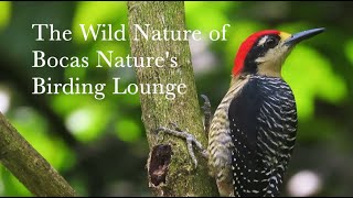 Bocas Natures Birding Lounge [upl. by Sucy]