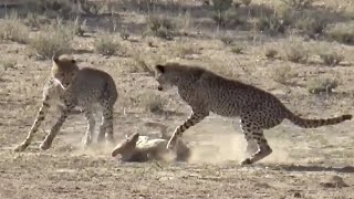 Cheetahs being very aggressive towards a jackal [upl. by Geller]