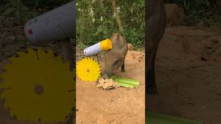 Survival Build wild boar Skills trap bushcraft camping outdoors [upl. by Barra]