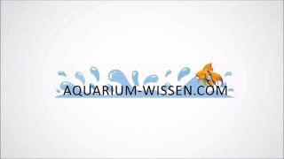 32 Fischkrankheiten [upl. by Ashman320]