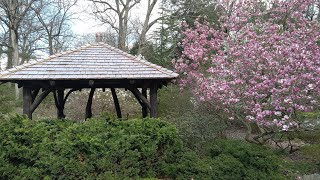 Laurelwood Arboretum spring flowers tour [upl. by Nelloc]