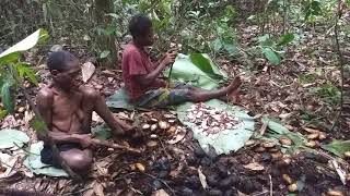 Aka Pygmies collecting quotforest peanutsquot Likouala Republic of Congo [upl. by Oscar]