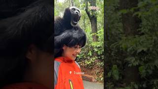 The Daily Life of a Yunnan Girl and a Gibbonanimals [upl. by Emmeram706]