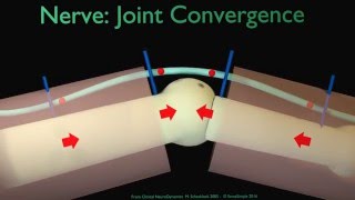 Nerve convergence at joint explained [upl. by Annawik]