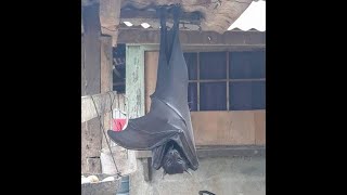 The Giant Flying Fox [upl. by Stuart]