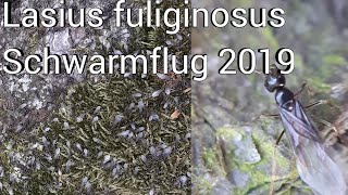 Ameisenkönigin fangen  Lasius fuliginosus Schwarmflug 2019 [upl. by Tiduj155]