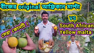 বীজের original আফ্রিকান মাল্টা ও south african yellow malta মধ্যে কে সেরা taste review africanmalta [upl. by Aholah]