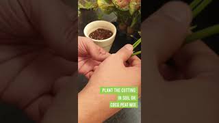 Aglaonema Propagation [upl. by Neetsirk271]