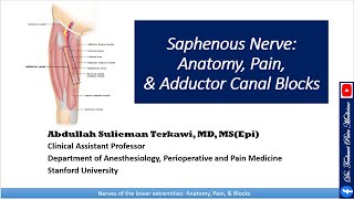 Saphenous nerve Anatomy Pain and Adductor Canal Block [upl. by Esirehs893]