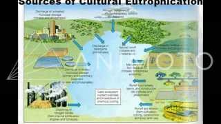 Eutrophication Shifting Baselines [upl. by Talbott486]