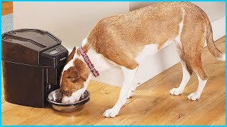 ✅Top 5 Best Automatic Pet Feeders in 2024 [upl. by Ramberg]