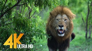 4K African Wildlife  African Nature Showreel 2017 by Robert Hofmeyr [upl. by Essirehc]