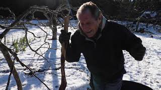 How To Prune Fruit Trees With Paul Gautschi [upl. by Eninahpets469]