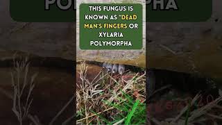 The Eerie Fingers of Dead Mans Fungus 😱🍄 facts shorts fungus nature [upl. by Jacquelynn]