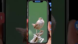 Burung Carolina Wren Thryothorus ludovicianus animals bird nature kicaumania masteran [upl. by Forlini]