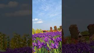 Dutch Irises in full bloo 荷蘭鳶尾 花 花園 Iridaceae flowers flowers beautifulflowers ers 花語 [upl. by Aronson]